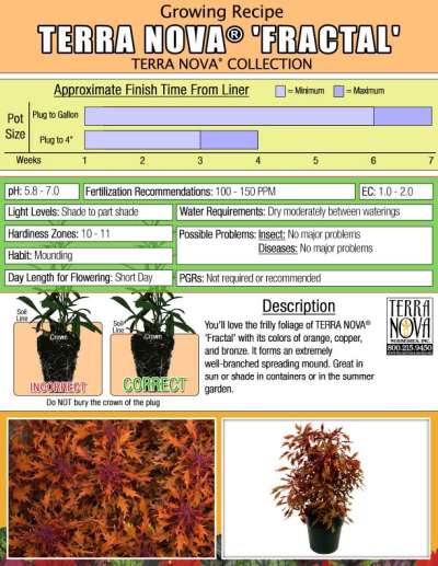Coleus TERRA NOVA® 'Fractal' - Growing Recipe