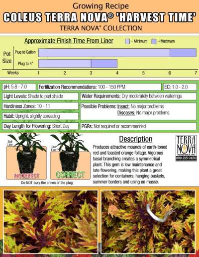 Coleus TERRA NOVA® 'Harvest Time' - Growing Recipe