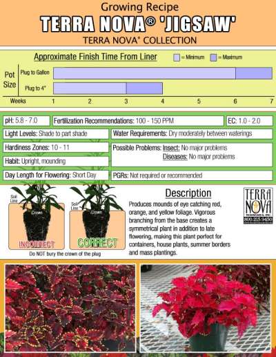 Coleus TERRA NOVA® 'Jigsaw' - Growing Recipe