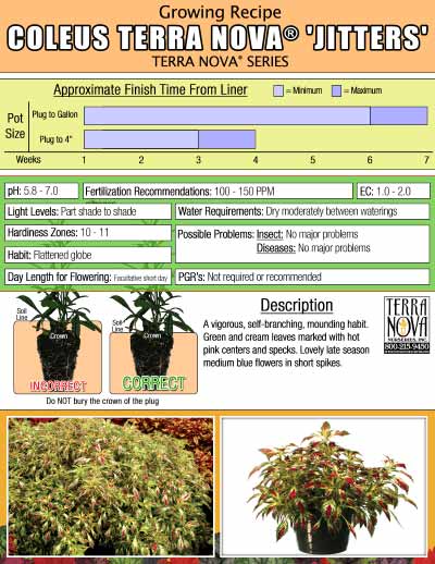 Coleus TERRA NOVA® 'Jitters' - Growing Recipe