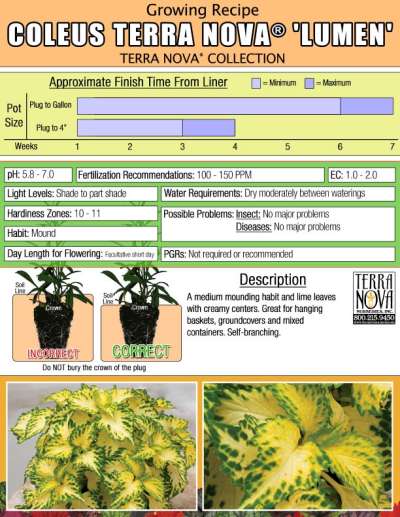 Coleus TERRA NOVA® 'Lumen' - Growing Recipe