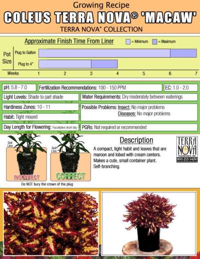 Coleus TERRA NOVA® 'Macaw' - Growing Recipe