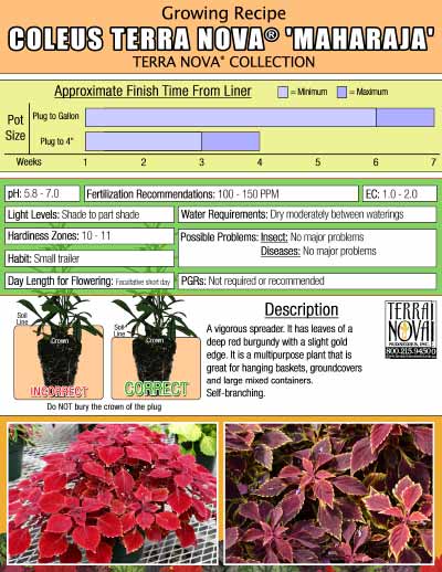 Coleus TERRA NOVA® 'Maharaja' - Growing Recipe