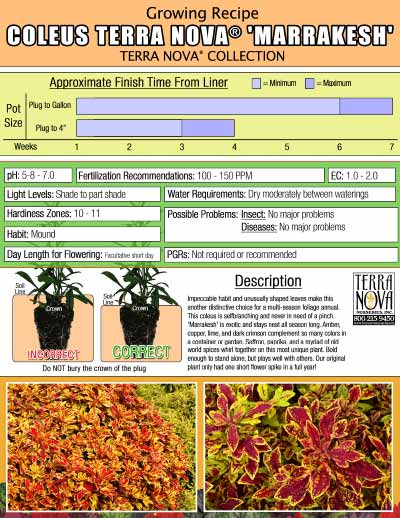 Coleus TERRA NOVA® 'Marrakesh' - Growing Recipe