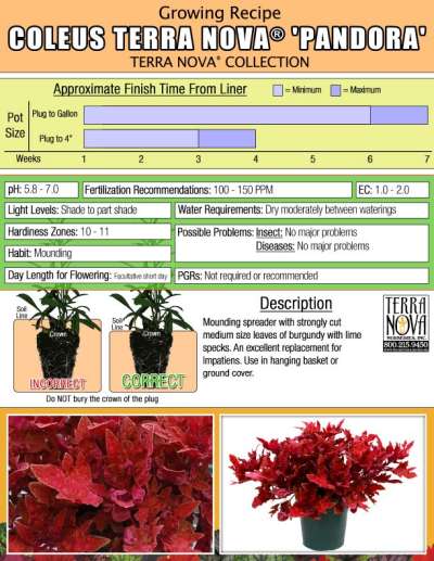 Coleus TERRA NOVA® 'Pandora' - Growing Recipe