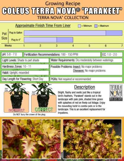 Coleus TERRA NOVA® 'Parakeet' - Growing Recipe