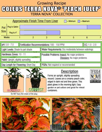 Coleus TERRA NOVA® 'Peach Julep' - Growing Recipe