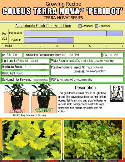 Coleus TERRA NOVA® 'Peridot' - Growing Recipe