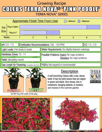 Coleus TERRA NOVA® 'Pink Poodle' - Growing Recipe