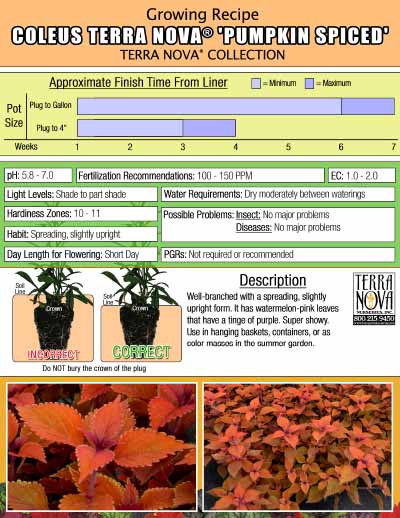 Coleus TERRA NOVA® 'Pumpkin Spiced' - Growing Recipe