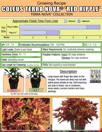 Coleus TERRA NOVA® 'Red Ripple' - Growing Recipe