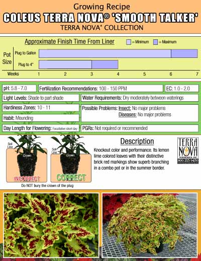 Coleus TERRA NOVA® 'Smooth Talker' - Growing Recipe