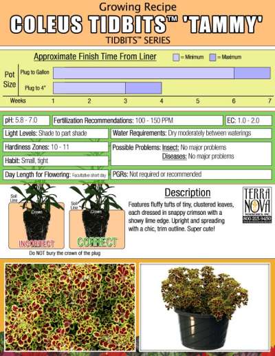 Coleus TIDBITS™ 'Tammy' - Growing Recipe