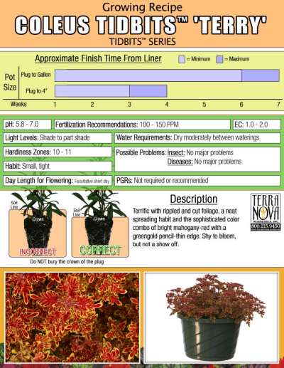 Coleus TIDBITS™ 'Terry' - Growing Recipe