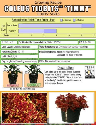 Coleus TIDBITS™ 'Timmy' - Growing Recipe