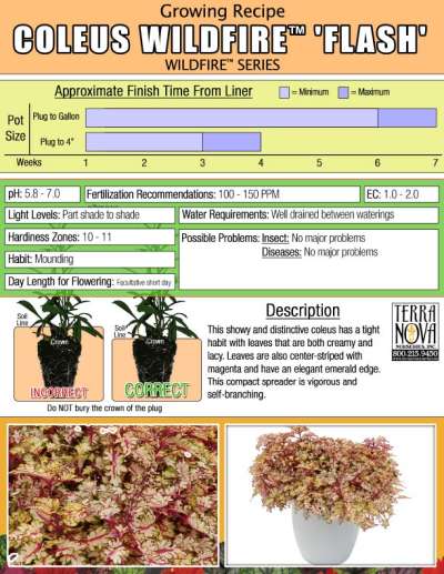 Coleus WILDFIRE™ 'Flash' - Growing Recipe