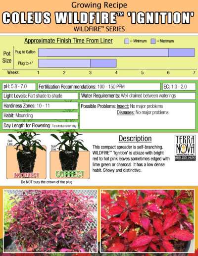 Coleus WILDFIRE™ 'Ignition' - Growing Recipe