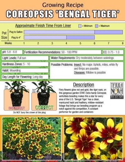 Coreopsis 'Bengal Tiger' - Growing Recipe