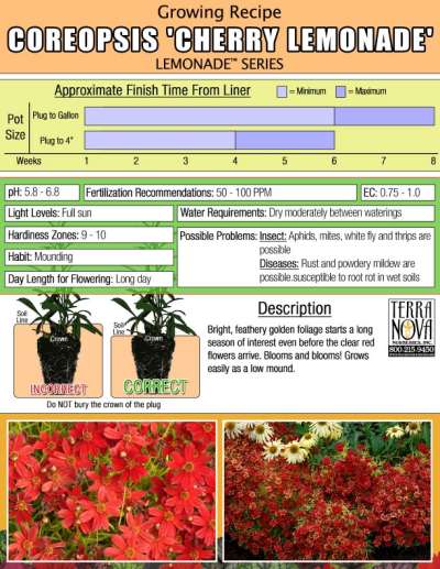 Coreopsis 'Cherry Lemonade' - Growing Recipe
