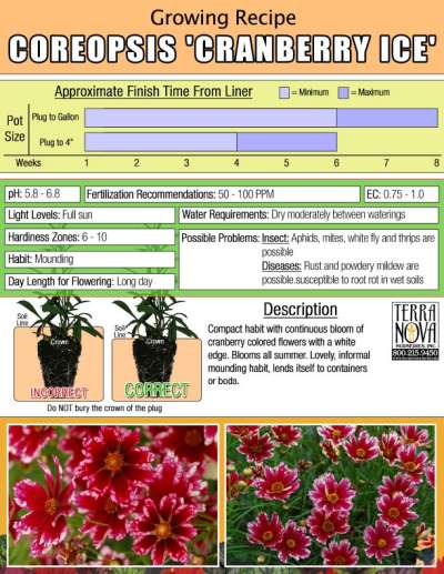 Coreopsis 'Cranberry Ice' - Growing Recipe