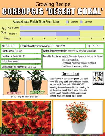 Coreopsis 'Desert Coral' - Growing Recipe