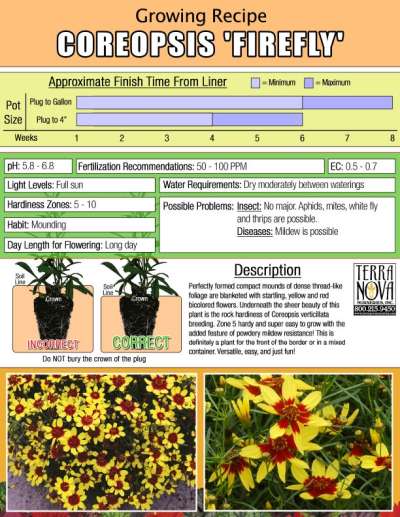 Coreopsis 'Firefly' - Growing Recipe