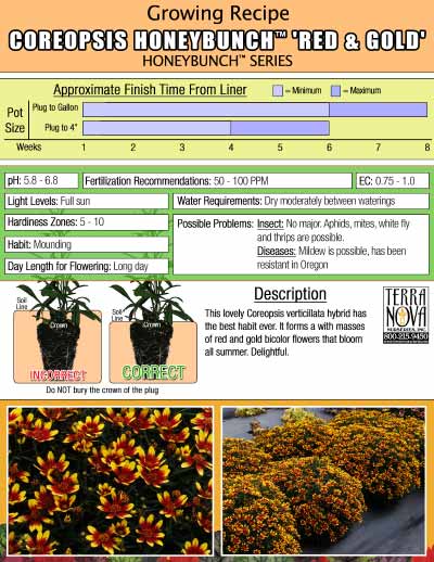 Coreopsis HONEYBUNCH™ 'Red & Gold' - Growing Recipe