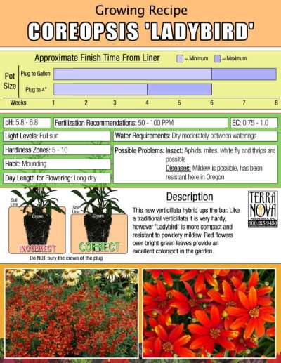 Coreopsis 'Ladybird' - Growing Recipe