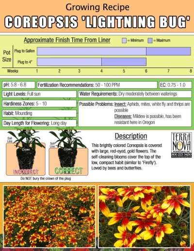 Coreopsis 'Lightning Bug' - Growing Recipe