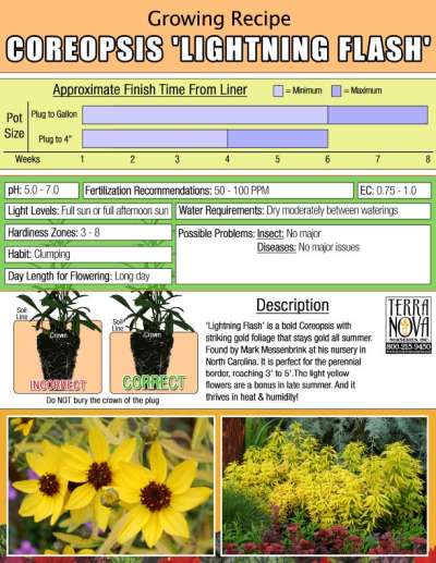 Coreopsis 'Lightning Flash' - Growing Recipe