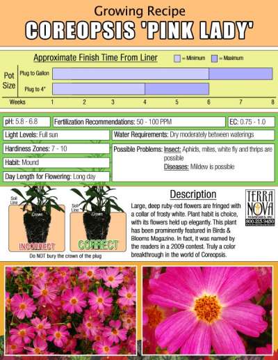 Coreopsis 'Pink Lady' - Growing Recipe