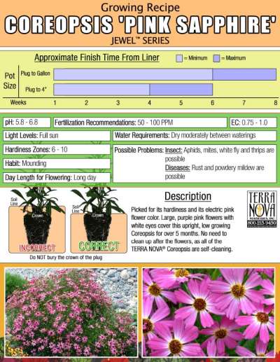 Coreopsis 'Pink Sapphire' - Growing Recipe