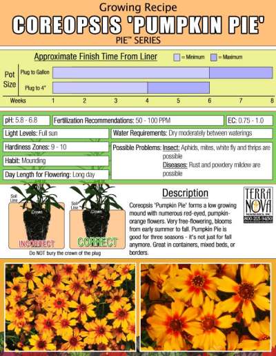 Coreopsis 'Pumpkin Pie' - Growing Recipe