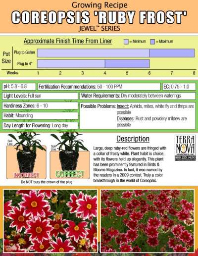 Coreopsis 'Ruby Frost' - Growing Recipe