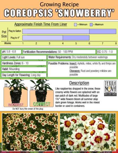 Coreopsis 'Snowberry' - Growing Recipe