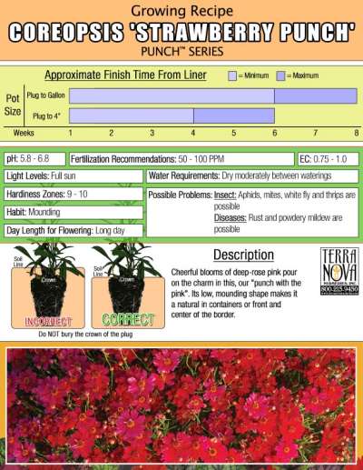 Coreopsis 'Strawberry Punch' - Growing Recipe