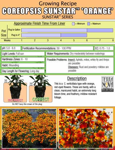 Coreopsis SUNSTAR™ 'Orange' - Growing Recipe