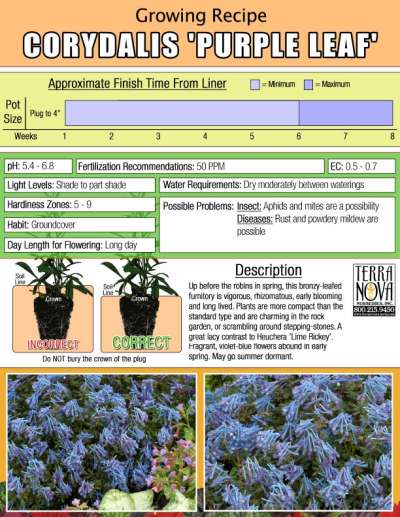 Corydalis 'Purple Leaf' - Growing Recipe