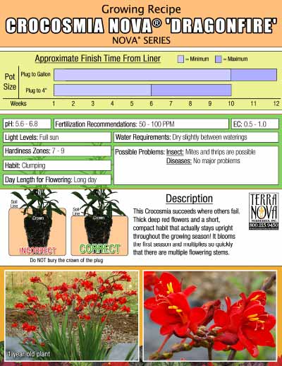 Crocosmia NOVA® 'Dragonfire' - Growing Recipe