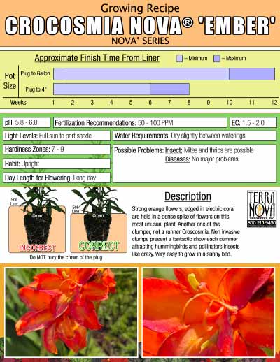 Crocosmia NOVA® 'Ember' - Growing Recipe