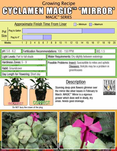 Cyclamen MAGIC™ 'Mirror' - Growing Recipe