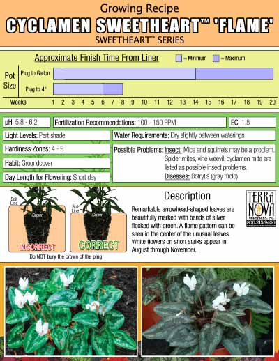 Cyclamen SWEETHEART™ 'Flame' - Growing Recipe