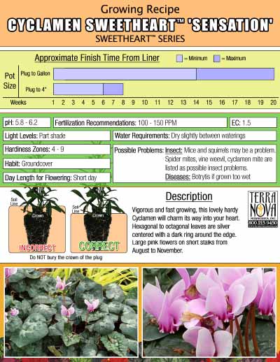 Cyclamen SWEETHEART™ 'Sensation' - Growing Recipe