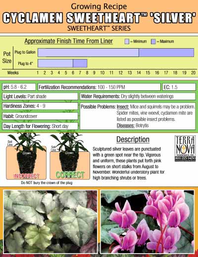 Cyclamen SWEETHEART™ 'Silver' - Growing Recipe