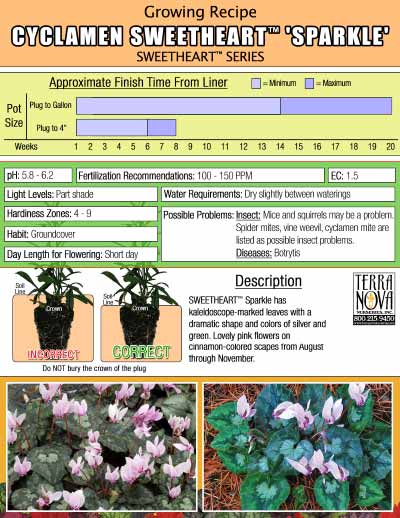 Cyclamen SWEETHEART™ 'Sparkle' - Growing Recipe