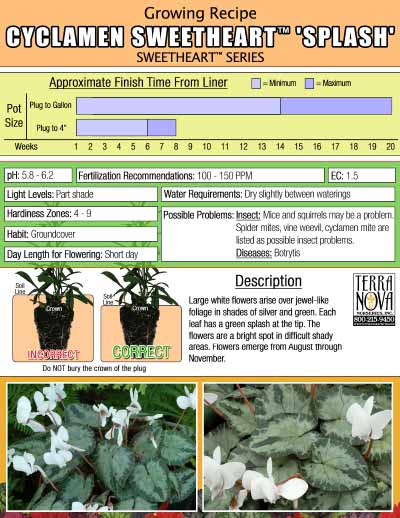 Cyclamen SWEETHEART™ 'Splash' - Growing Recipe