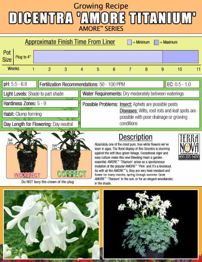 Dicentra AMORE™ 'Titanium' - Growing Recipe