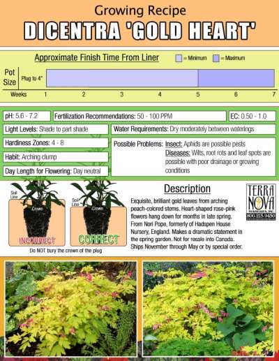 Dicentra 'Gold Heart' - Growing Recipe