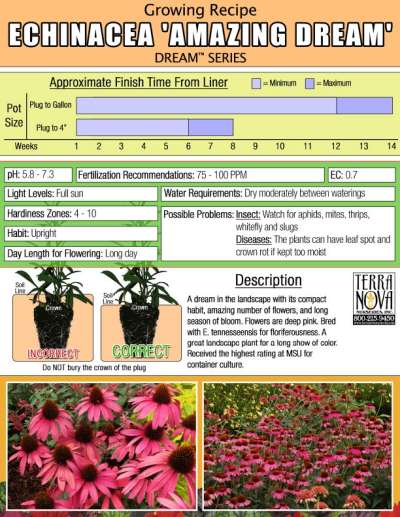 Echinacea 'Amazing Dream' - Growing Recipe