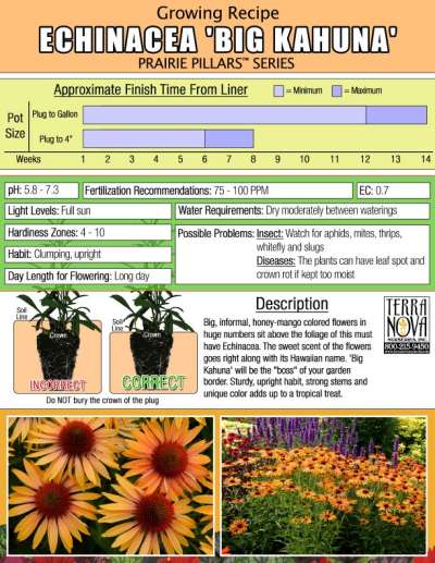 Echinacea 'Big Kahuna' - Growing Recipe